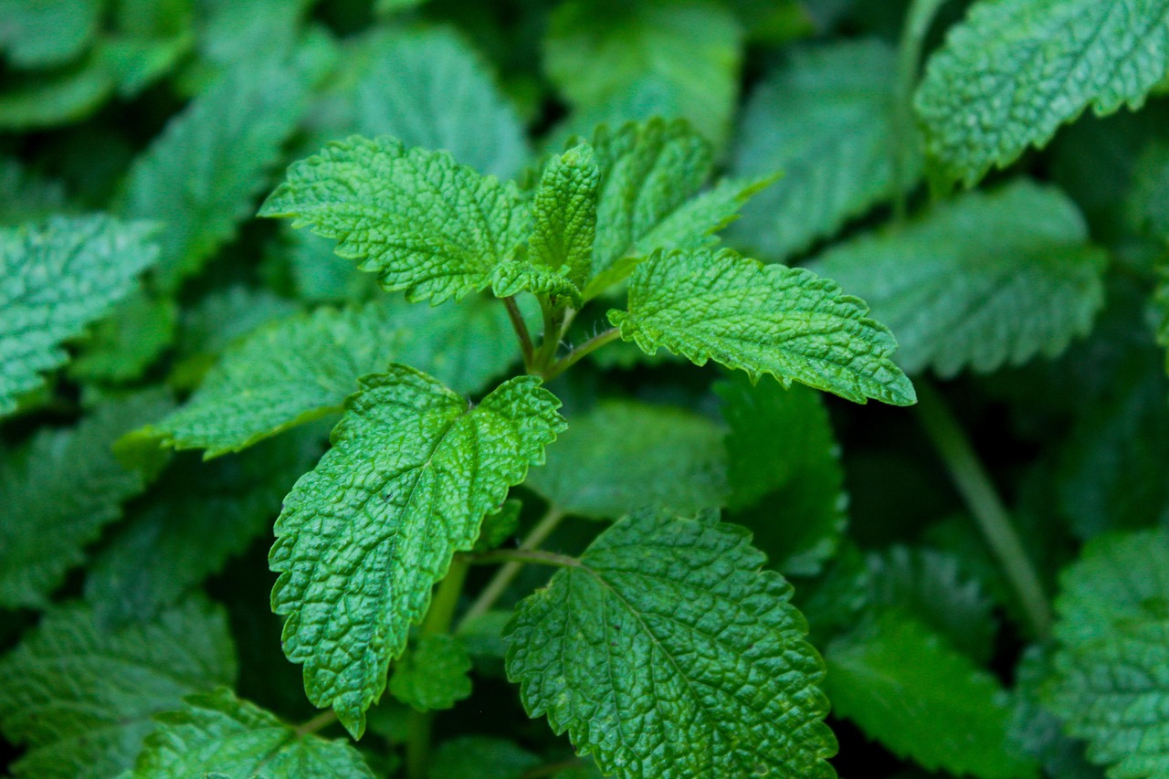 DIY Melissa Pillow Mist: A Soft Citrus-Herb Recipe for Your Evening Routine